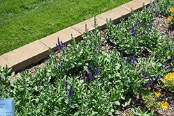 Lyrical Blues Meadow Sage (Salvia nemorosa 'Balyriclu') at GardenWorks