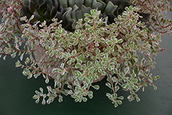 Tricolor Stonecrop (Sedum spurium 'Tricolor') at GardenWorks