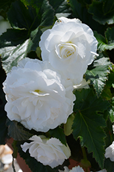 Nonstop White Begonia (Begonia 'Nonstop White') at GardenWorks