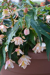 Belleconia Cream Begonia (Begonia 'Belleconia Cream') at GardenWorks