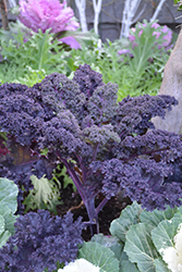 Redbor Kale (Brassica oleracea var. acephala 'Redbor') at GardenWorks