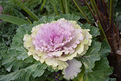 Osaka Pink Ornamental Cabbage (Brassica oleracea 'Osaka Pink') at GardenWorks