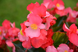 Surefire Rose Begonia (Begonia 'Surefire Rose') at GardenWorks