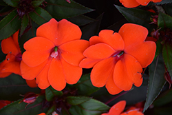 SunPatiens Compact Orange New Guinea Impatiens (Impatiens 'SakimP011') at GardenWorks