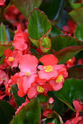 Surefire Red Begonia (Begonia 'Surefire Red') at GardenWorks