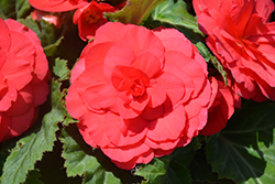 Nonstop Deep Rose Begonia (Begonia 'Nonstop Deep Rose') at GardenWorks