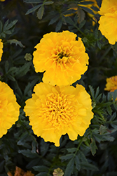 Bonanza Yellow Marigold (Tagetes patula 'Bonanza Yellow') at GardenWorks