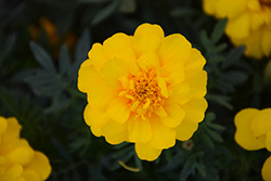 Durango Yellow Marigold (Tagetes patula 'Durango Yellow') at GardenWorks