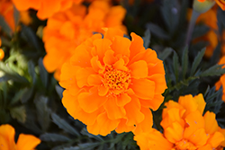 Durango Orange Marigold (Tagetes patula 'Durango Orange') at GardenWorks