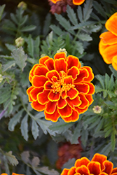 Durango Flame Marigold (Tagetes patula 'Durango Flame') at GardenWorks