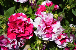 Madness Rose And White Double Petunia (Petunia 'Madness Rose And White Double') at GardenWorks