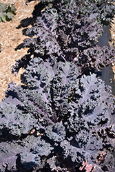 Scarletbor Kale (Brassica oleracea var. acephala 'Scarletbor') at GardenWorks