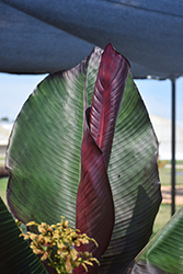 Red Banana (Ensete ventricosum 'Maurelii') at GardenWorks