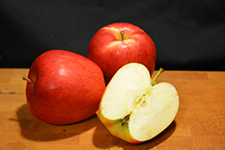 Ambrosia Apple (Malus 'Ambrosia') at GardenWorks