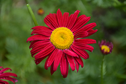 Robinson's Red Painted Daisy (Tanacetum coccineum 'Robinson's Red') at GardenWorks