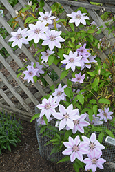 Nelly Moser Clematis (Clematis 'Nelly Moser') at GardenWorks
