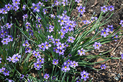 Lucerne Blue-Eyed Grass (Sisyrinchium angustifolium 'Lucerne') at GardenWorks