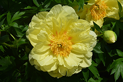 Sequestered Sunshine Peony (Paeonia 'Sequestered Sunshine') at GardenWorks