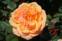 About Face Rose (Rosa 'About Face') at GardenWorks