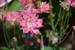 Clematis-Flowered Columbine (Aquilegia vulgaris 'Clementine Salmon Rose') at GardenWorks