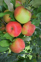 Honeycrisp Apple (Malus 'Honeycrisp') at GardenWorks
