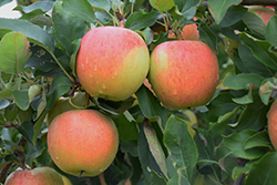 Gala Apple (Malus 'Gala') at GardenWorks