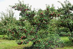 Red Delicious Apple (Malus 'Red Delicious') at GardenWorks