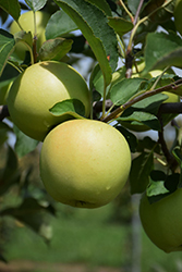 Golden Delicious Apple (Malus 'Golden Delicious') at GardenWorks