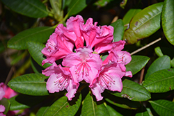 Haaga Rhododendron (Rhododendron 'Haaga') at GardenWorks