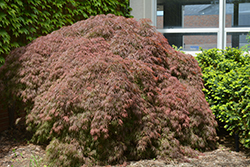 Red Select Japanese Maple (Acer palmatum 'Red Select') at GardenWorks