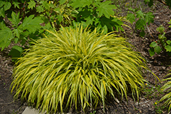 Golden Variegated Hakone Grass (Hakonechloa macra 'Aureola') at GardenWorks