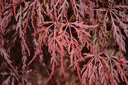 Red Select Japanese Maple (Acer palmatum 'Red Select') at GardenWorks