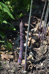 Purple Passion Asparagus (Asparagus 'Purple Passion') at GardenWorks