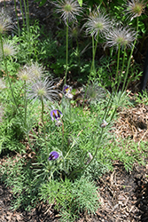 Pasqueflower (Pulsatilla vulgaris) at GardenWorks
