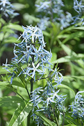 Narrow-Leaf Blue Star (Amsonia hubrichtii) at GardenWorks