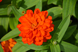 Profusion Double Fire Zinnia (Zinnia 'Profusion Double Fire') at GardenWorks