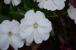 SunPatiens Compact White New Guinea Impatiens (Impatiens 'SakimP068') at GardenWorks