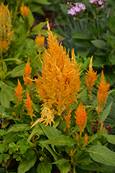 Fresh Look Yellow Celosia (Celosia 'Fresh Look Yellow') at GardenWorks
