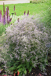 Sea Lavender (Limonium latifolium) at GardenWorks
