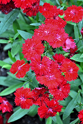 Telstar Crimson Pinks (Dianthus 'Telstar Crimson') at GardenWorks