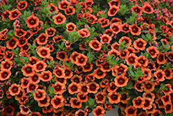 Superbells Tangerine Punch Calibrachoa (Calibrachoa 'BBCAL82201') at GardenWorks