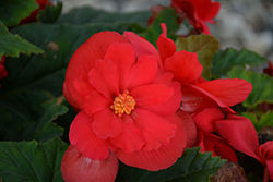 Nonstop Red Begonia (Begonia 'Nonstop Red') at GardenWorks
