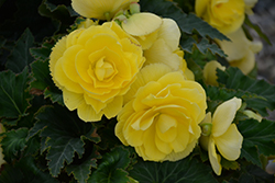 Nonstop Joy Yellow Begonia (Begonia 'Nonstop Joy Yellow') at GardenWorks