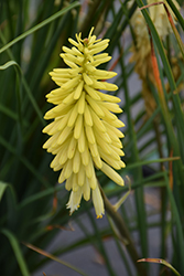 Pineapple Popsicle Torchlily (Kniphofia 'Pineapple Popsicle') at GardenWorks