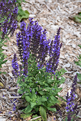 Blue Queen Sage (Salvia nemorosa 'Blaukonigin') at GardenWorks