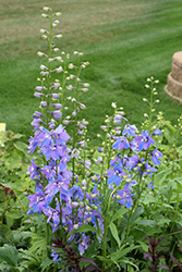 Guardian Lavender Larkspur (Delphinium 'Guardian Lavender') at GardenWorks