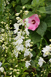 Guardian White Larkspur (Delphinium 'Guardian White') at GardenWorks