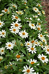 Zahara White Zinnia (Zinnia 'Zahara White') at GardenWorks