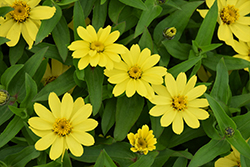Zahara Yellow Zinnia (Zinnia 'Zahara Yellow') at GardenWorks