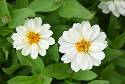 Profusion Double White Zinnia (Zinnia 'Profusion Double White') at GardenWorks